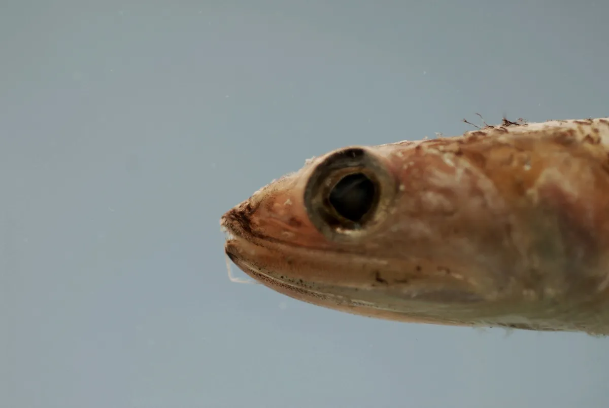 Pez Lagarto de Mandíbula Corta