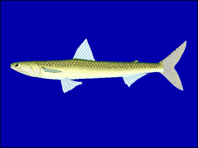 Brushtooth Lizardfish