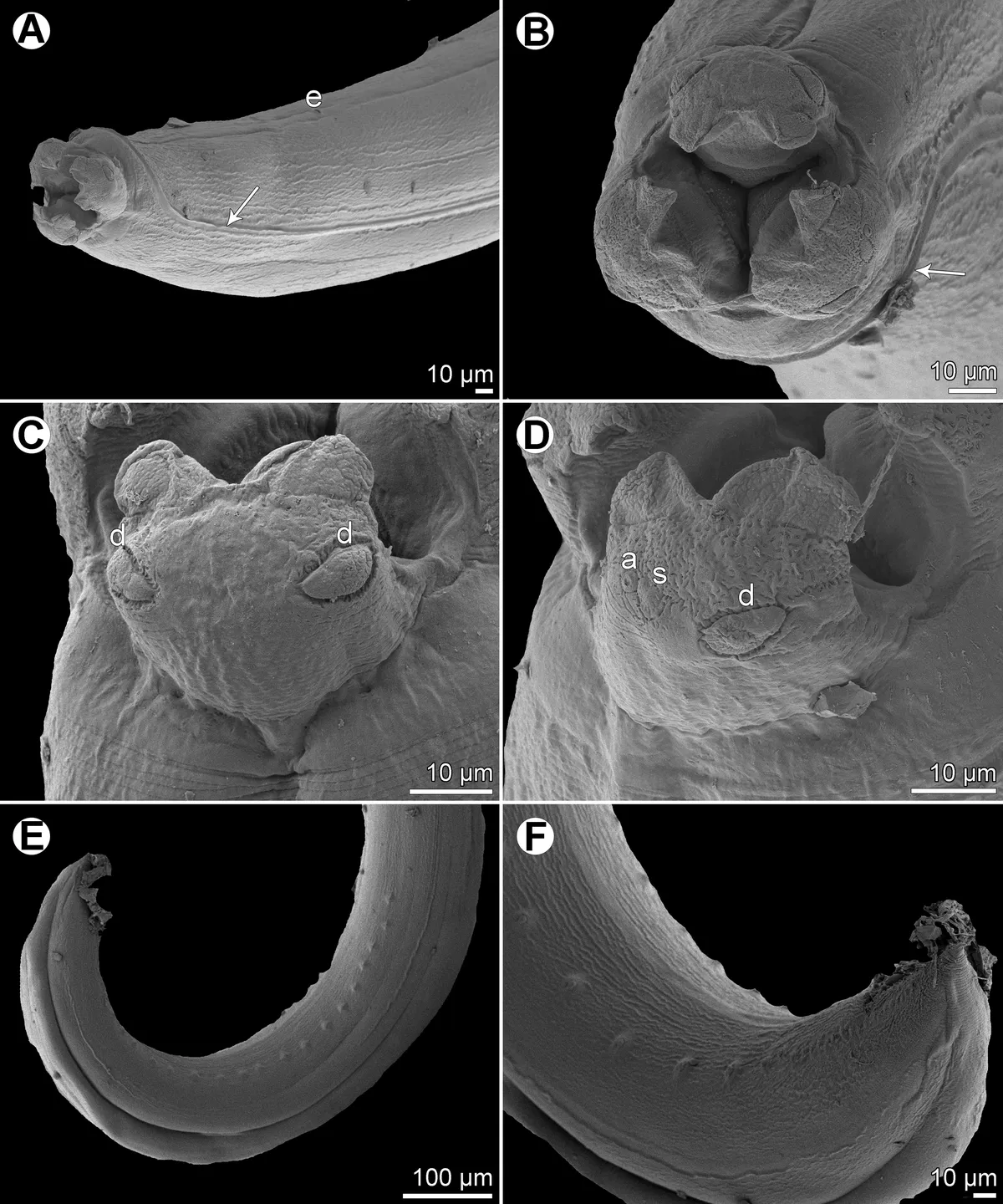 Brushtooth Lizardfish