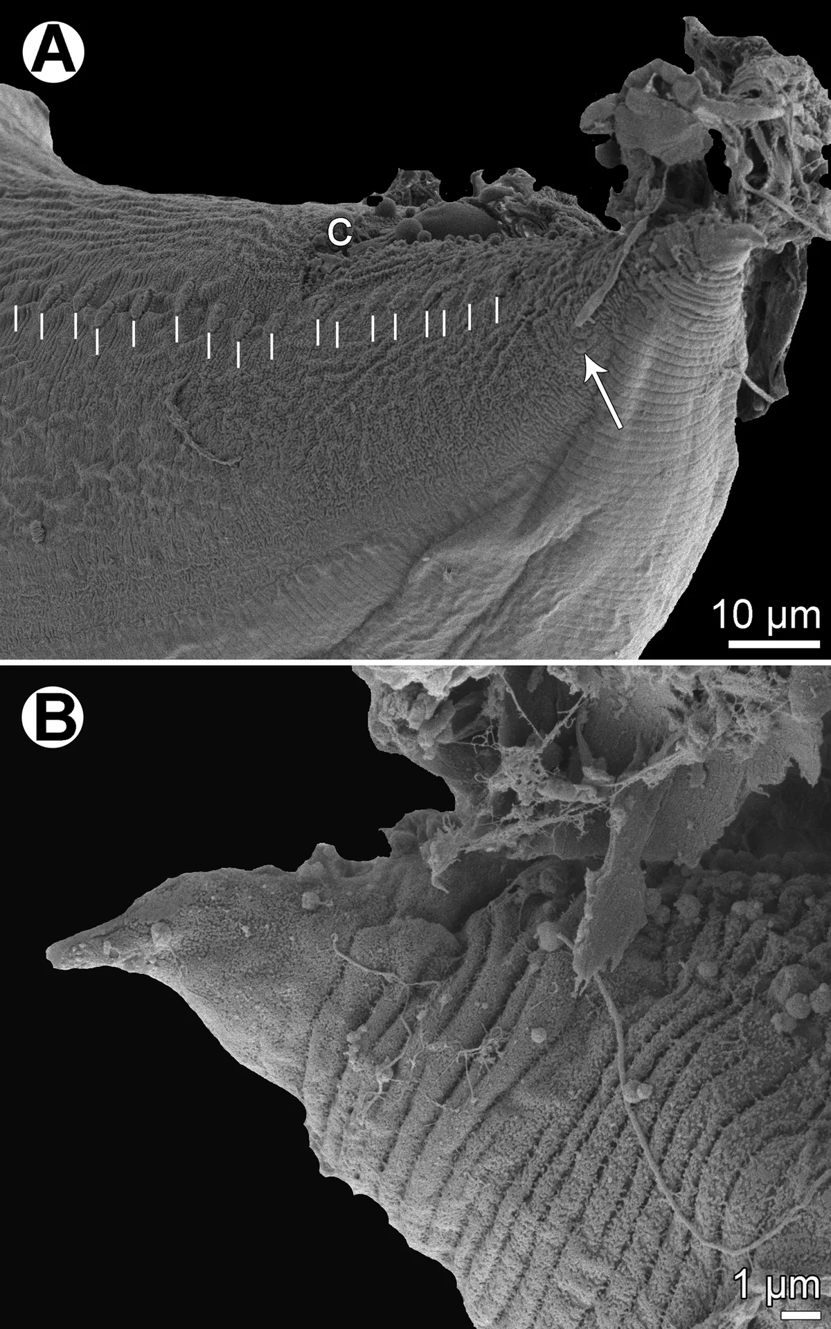 Brushtooth Lizardfish
