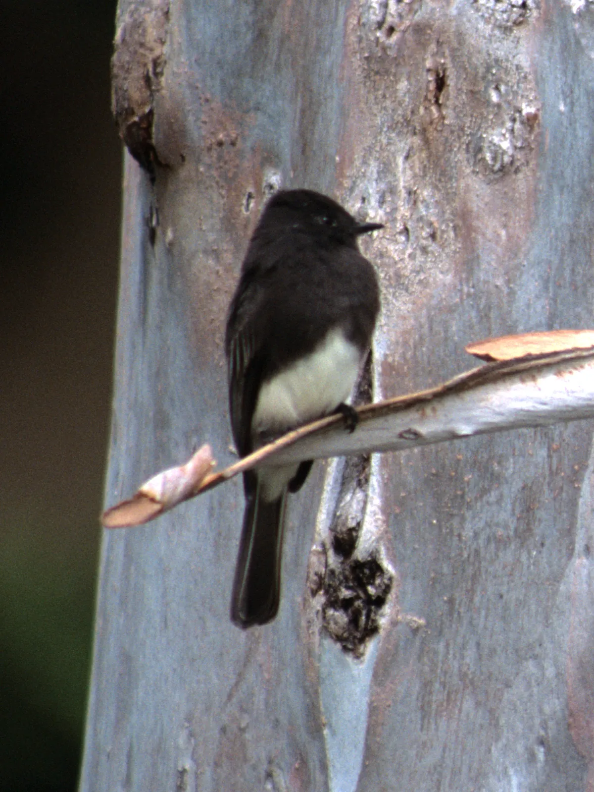 Black Phoebe