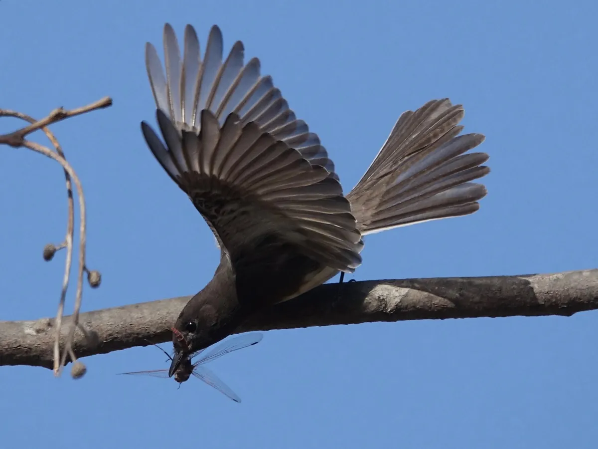 Black Phoebe