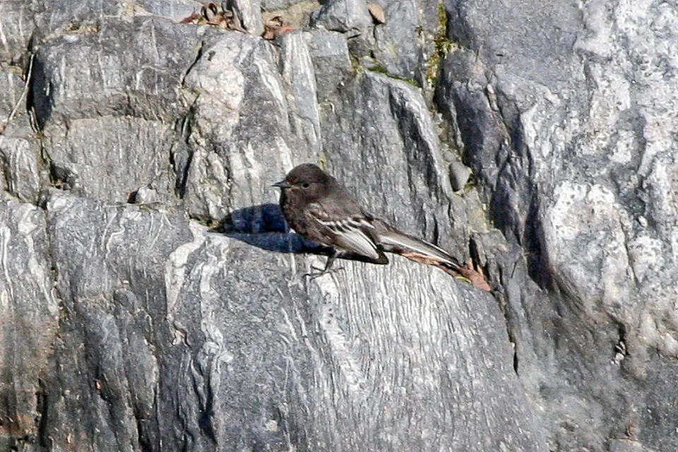 Black Phoebe
