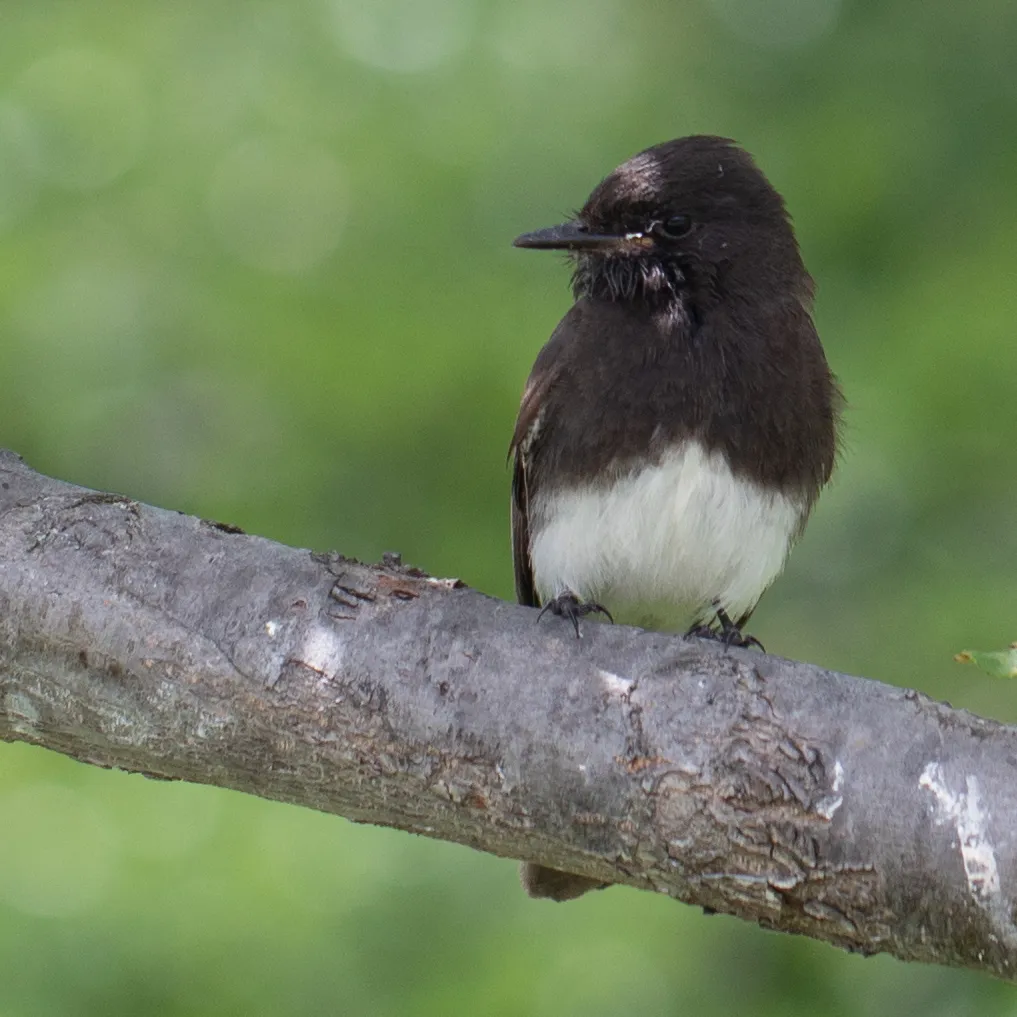 Black Phoebe