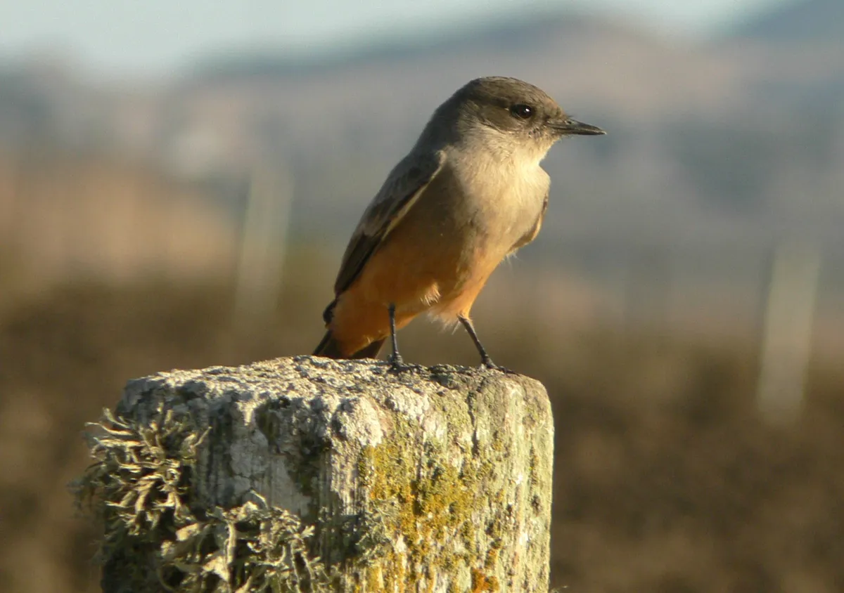 Say's Phoebe