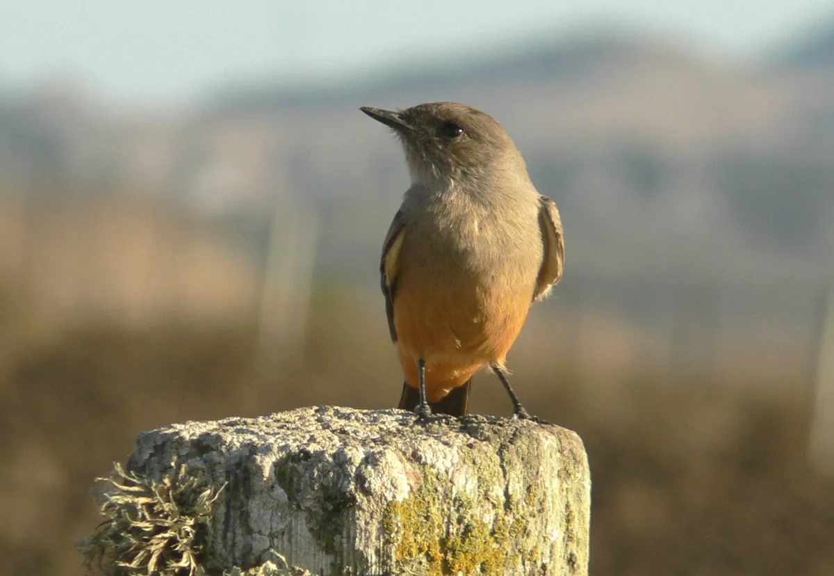Say's Phoebe