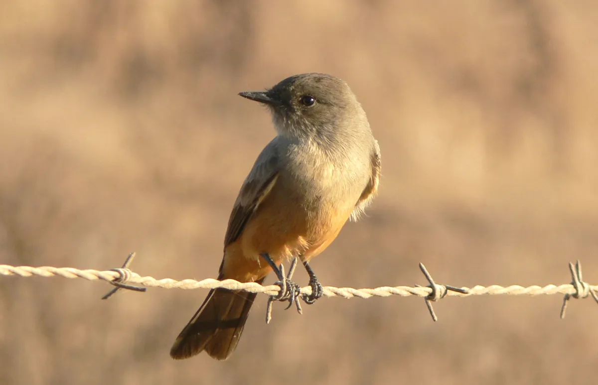 Say's Phoebe