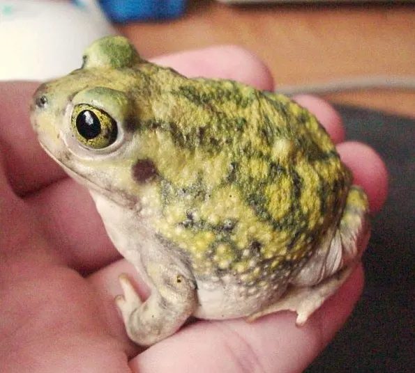 Sapo excavador de Couch