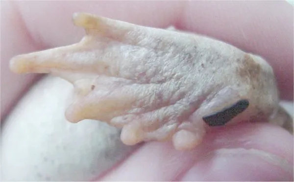 Sapo excavador de Couch