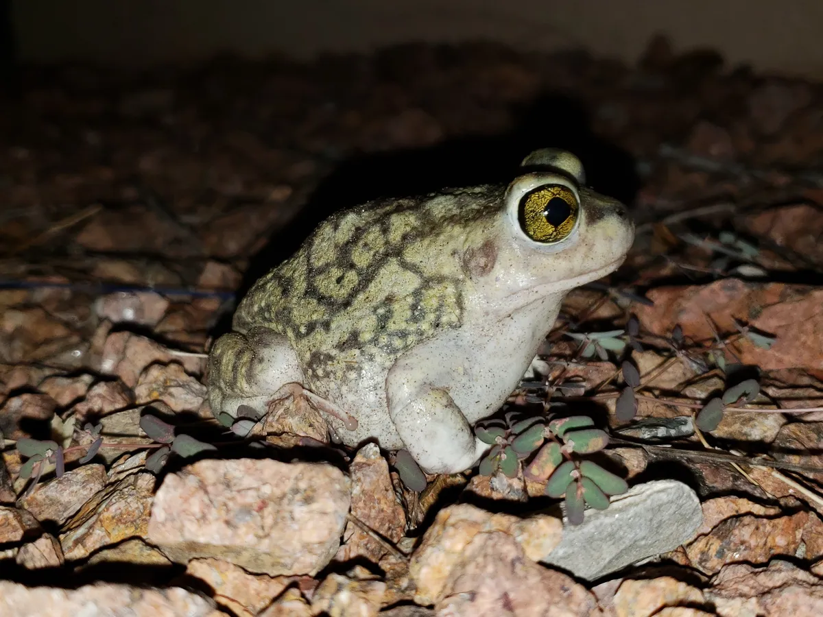 Sapo excavador de Couch