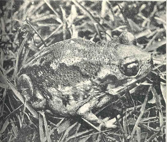 Scaphiopus holbrookii