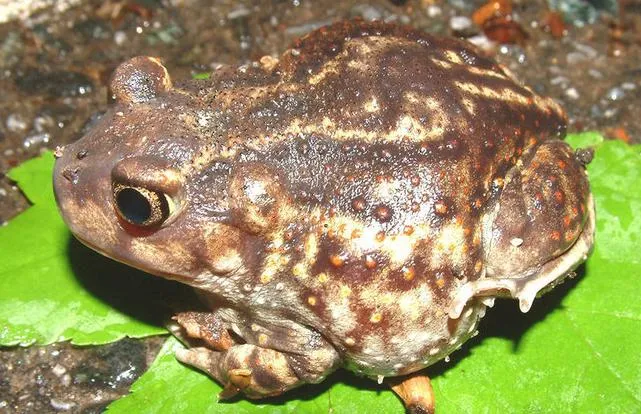 Eastern spadefoot toad