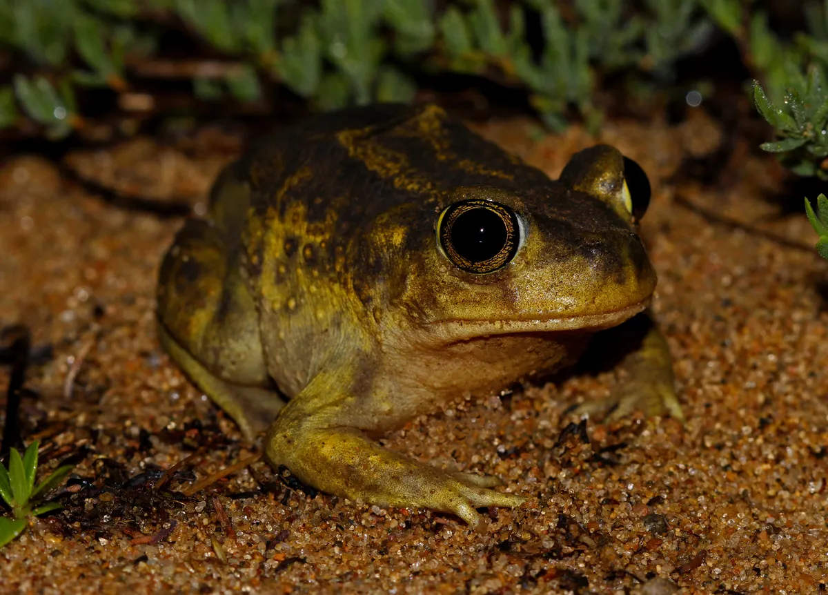 Eastern spadefoot toad