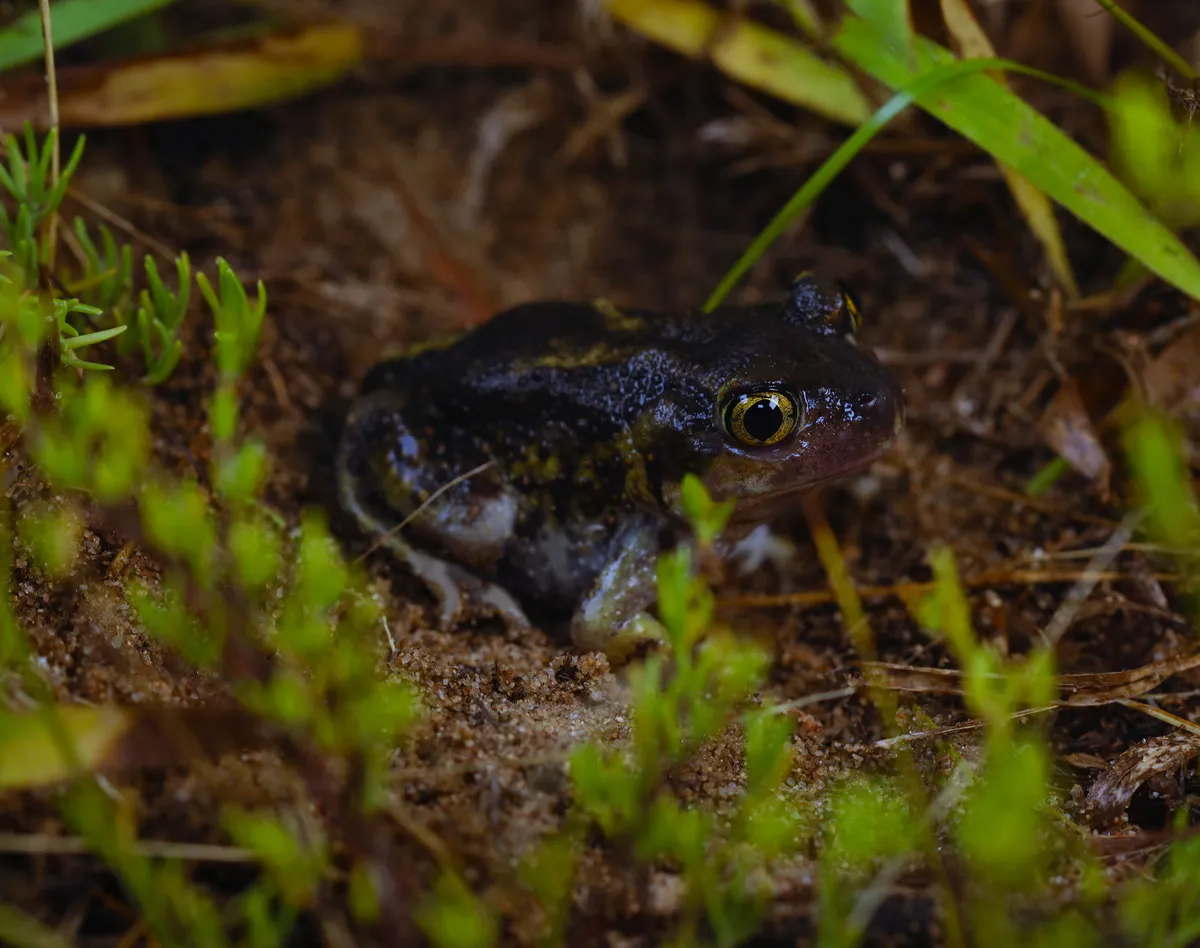 Eastern spadefoot toad