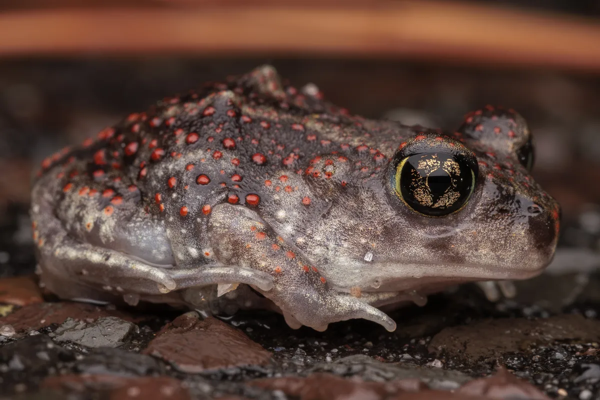 Eastern spadefoot toad