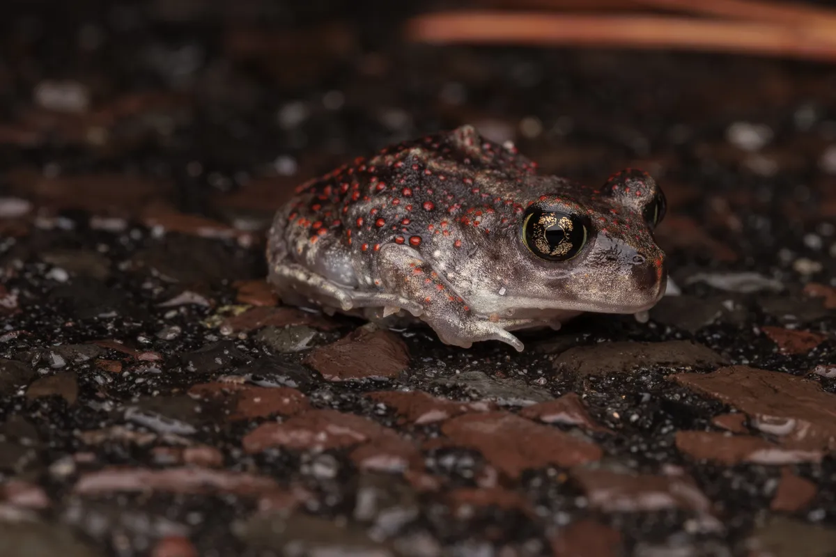 Eastern spadefoot toad