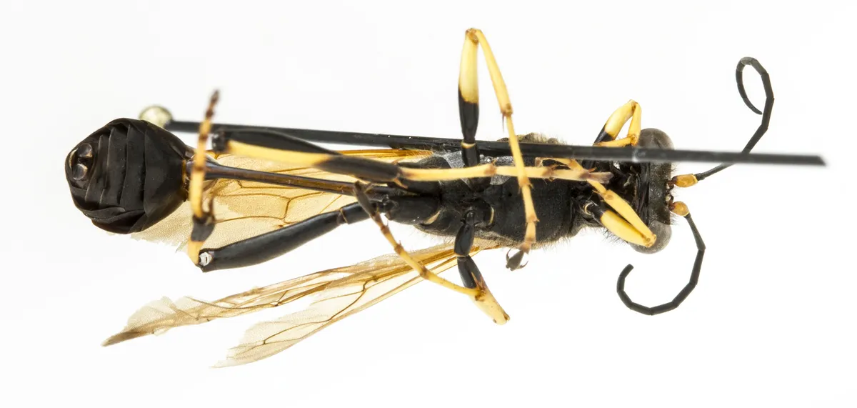 Black Mud Dauber Wasp