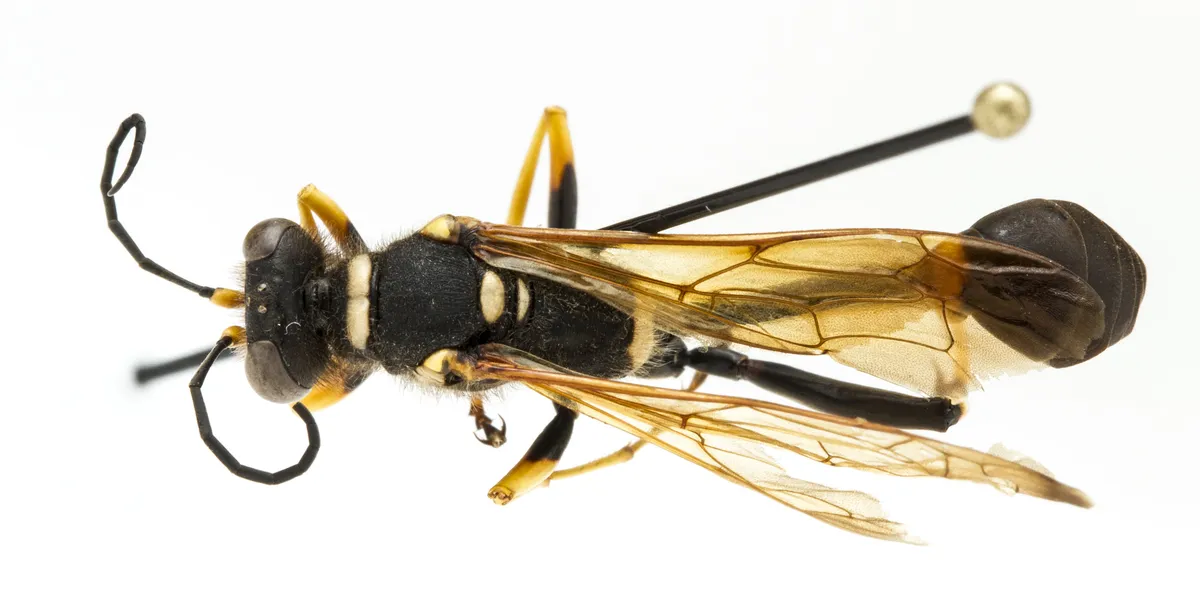 Black Mud Dauber Wasp