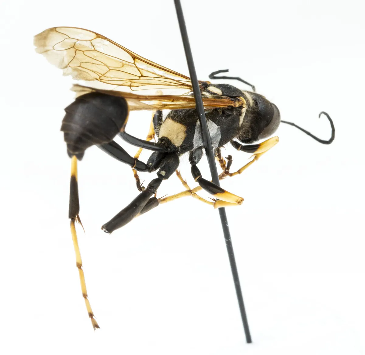 Black Mud Dauber Wasp