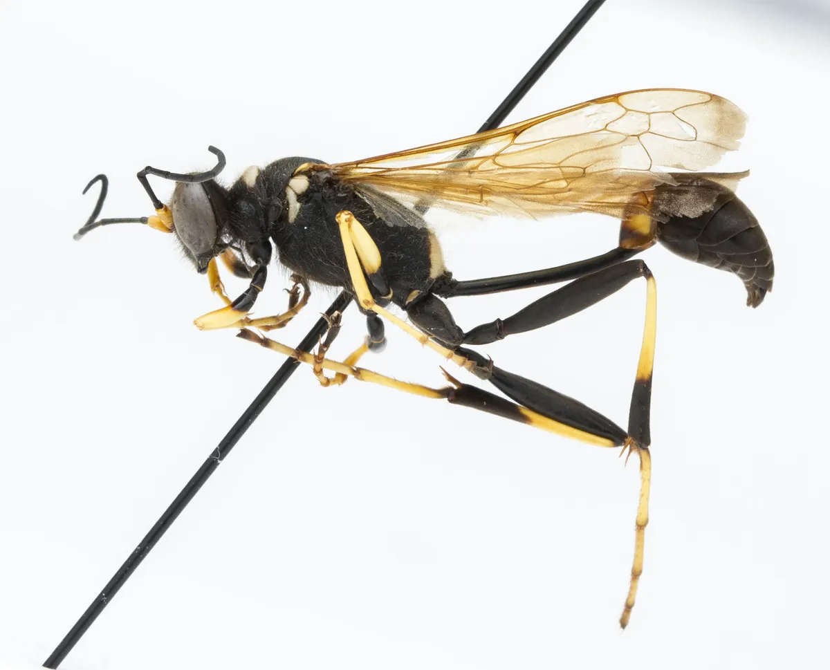 Black Mud Dauber Wasp