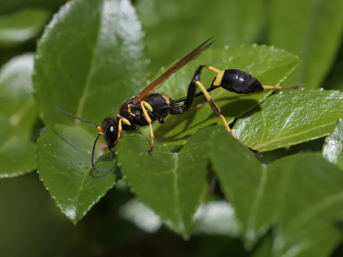 Black Mud Dauber Wasp