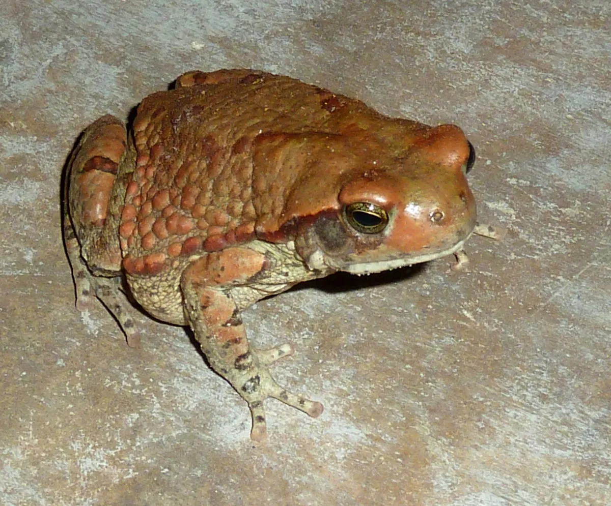 African Split-skin Toad