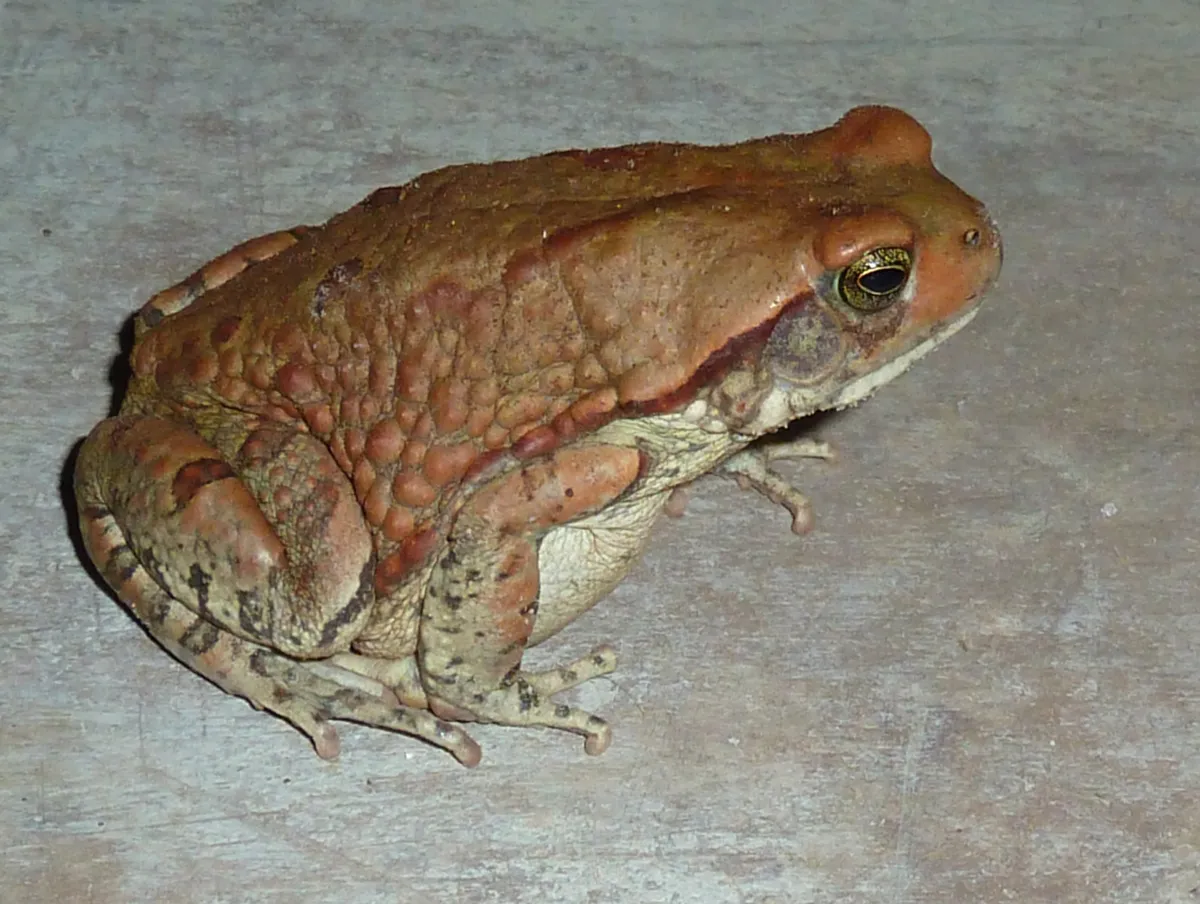 African Split-skin Toad