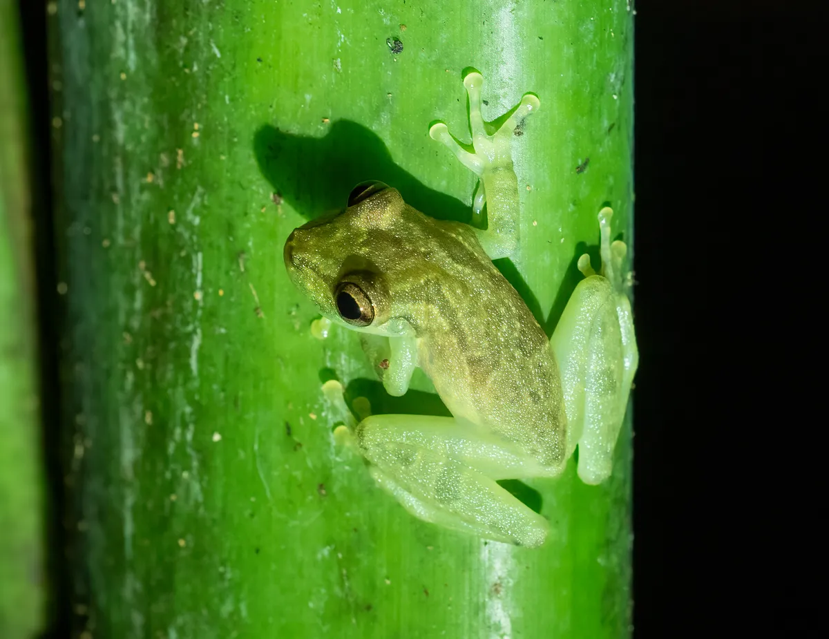 Rana Arborícola Hocicuda