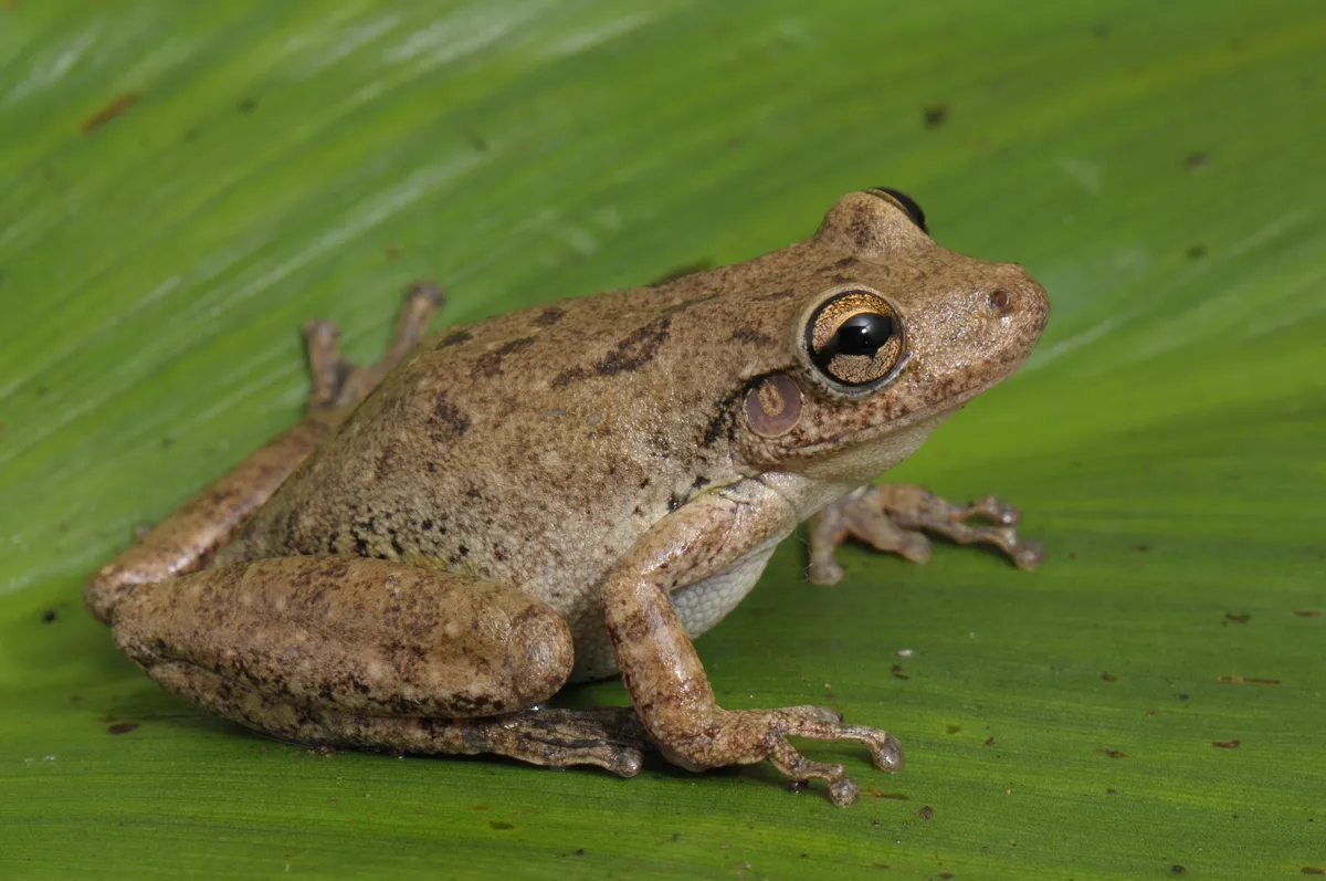 Rana Arborícola Hocicuda