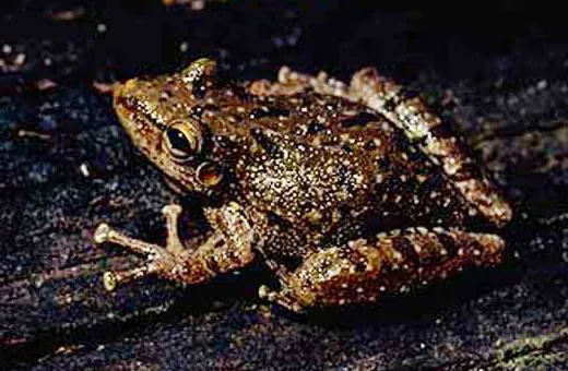 Rana Arborícola Hocicuda