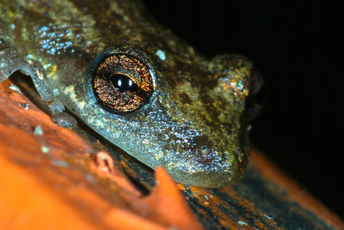 Scinax staufferi
