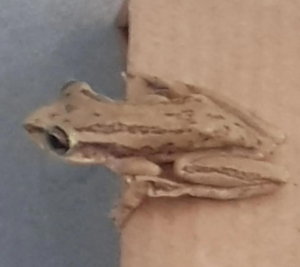 Rana Arbórea de Stauffer