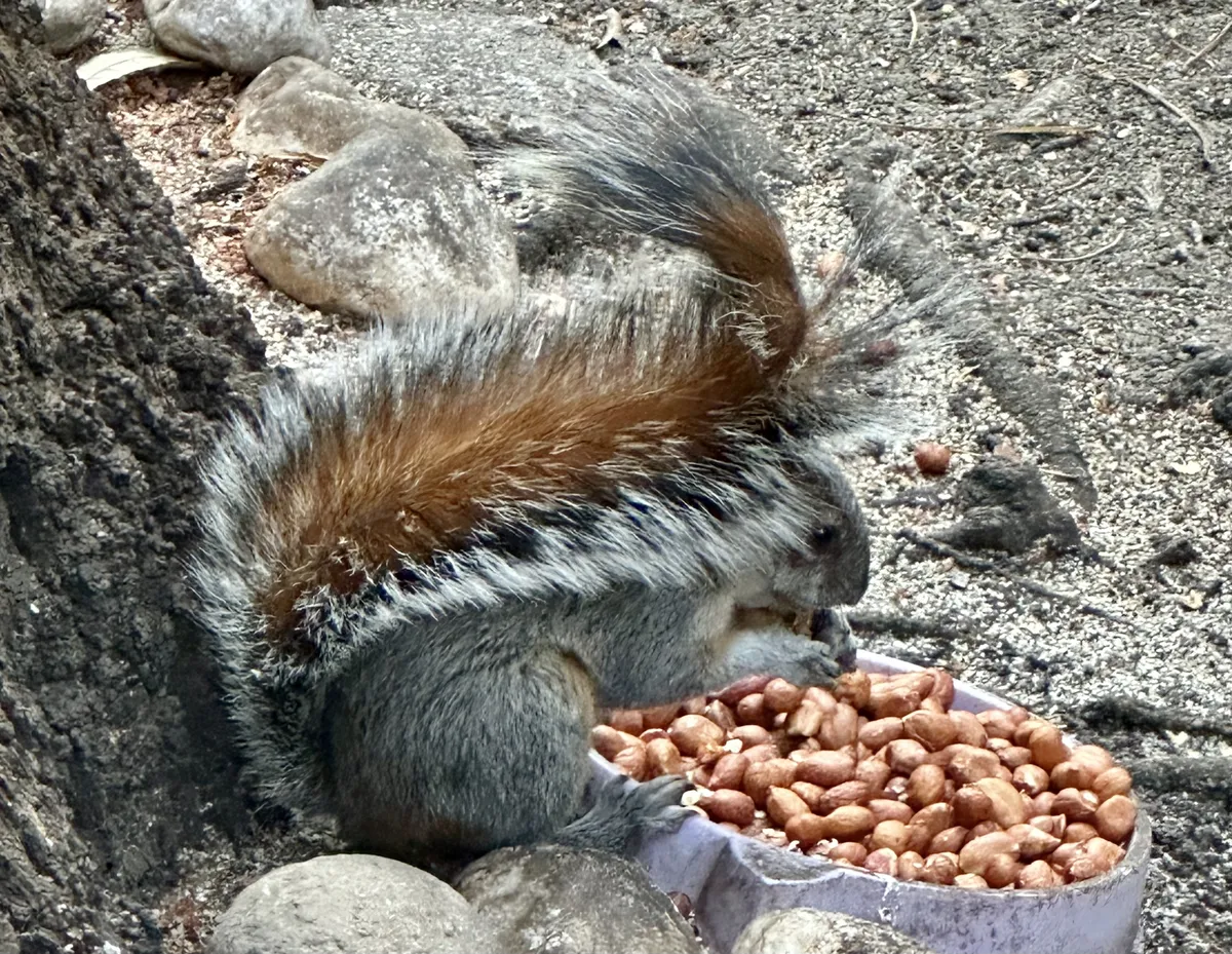 Mexican Gray Squirrel