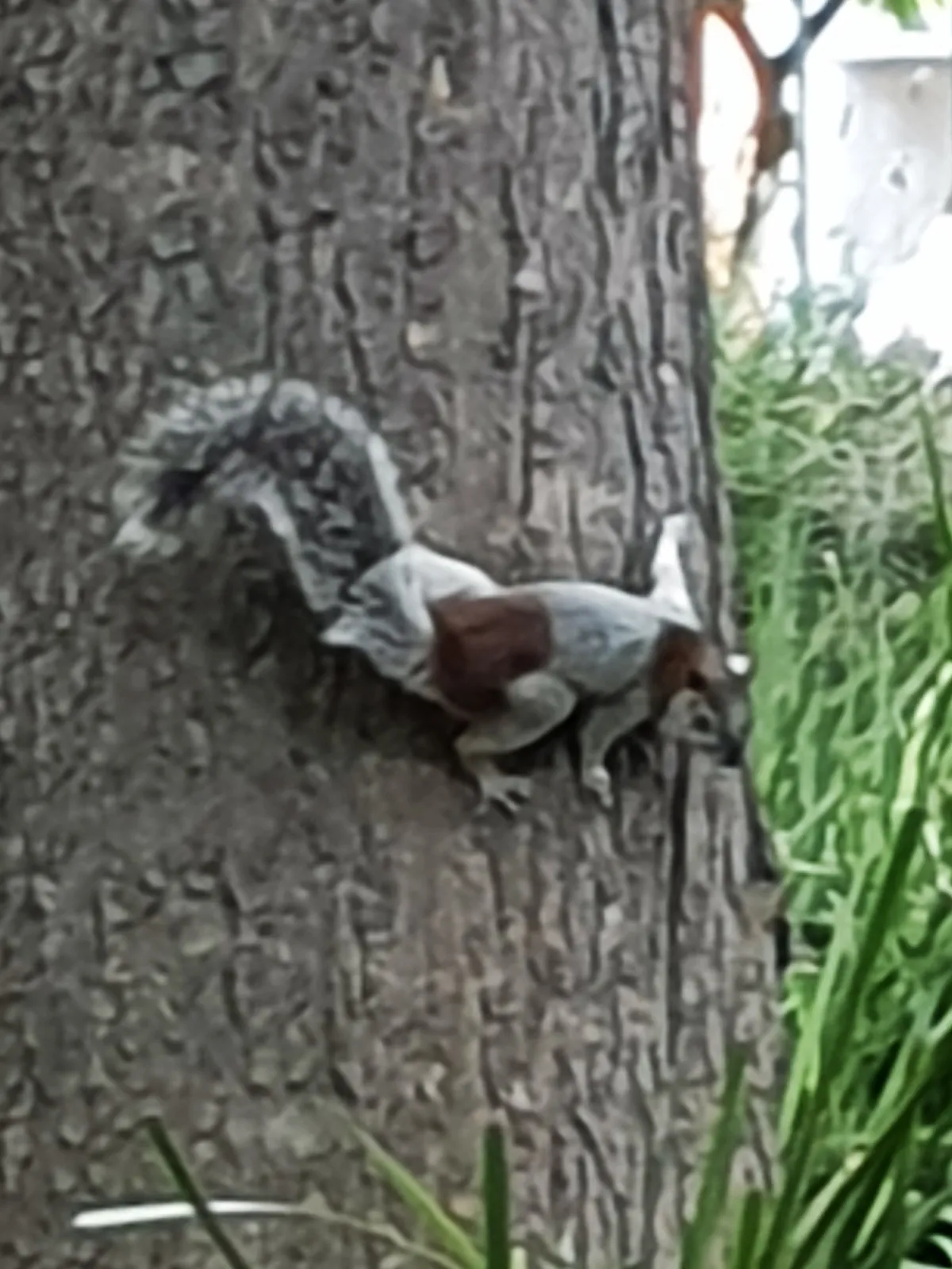 Mexican Gray Squirrel