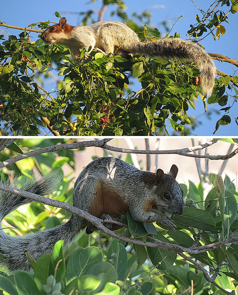 Mexican Gray Squirrel