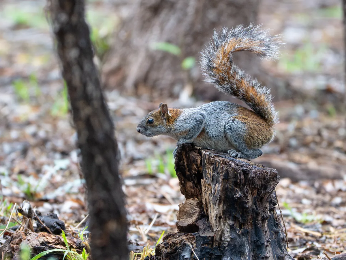 Mexican Gray Squirrel