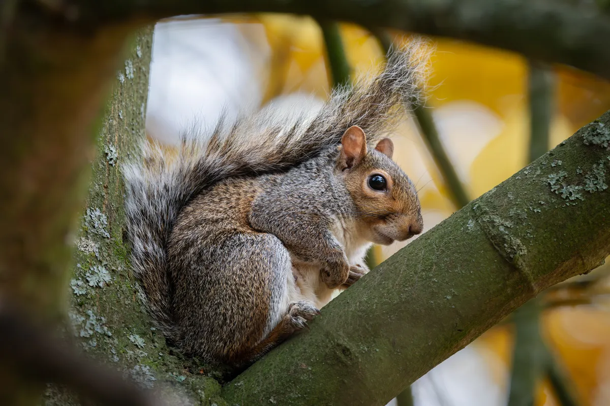 Eastern Gray Squirrel