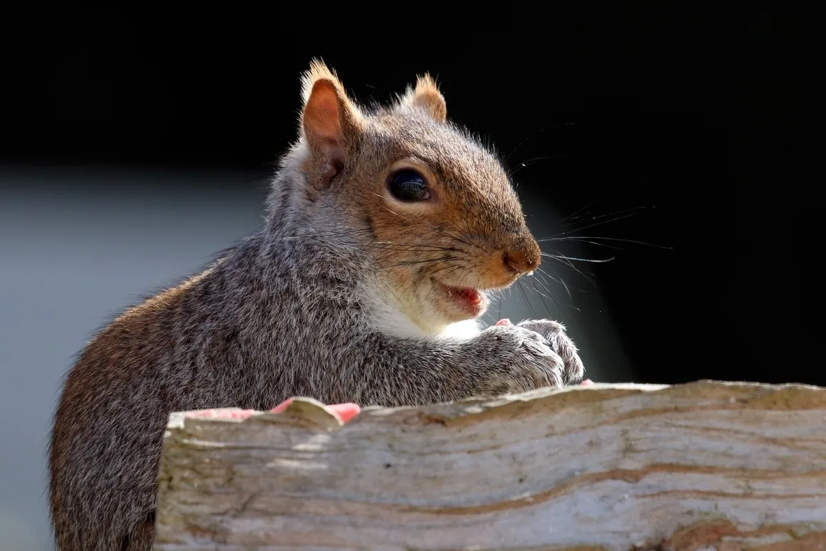 Eastern Gray Squirrel