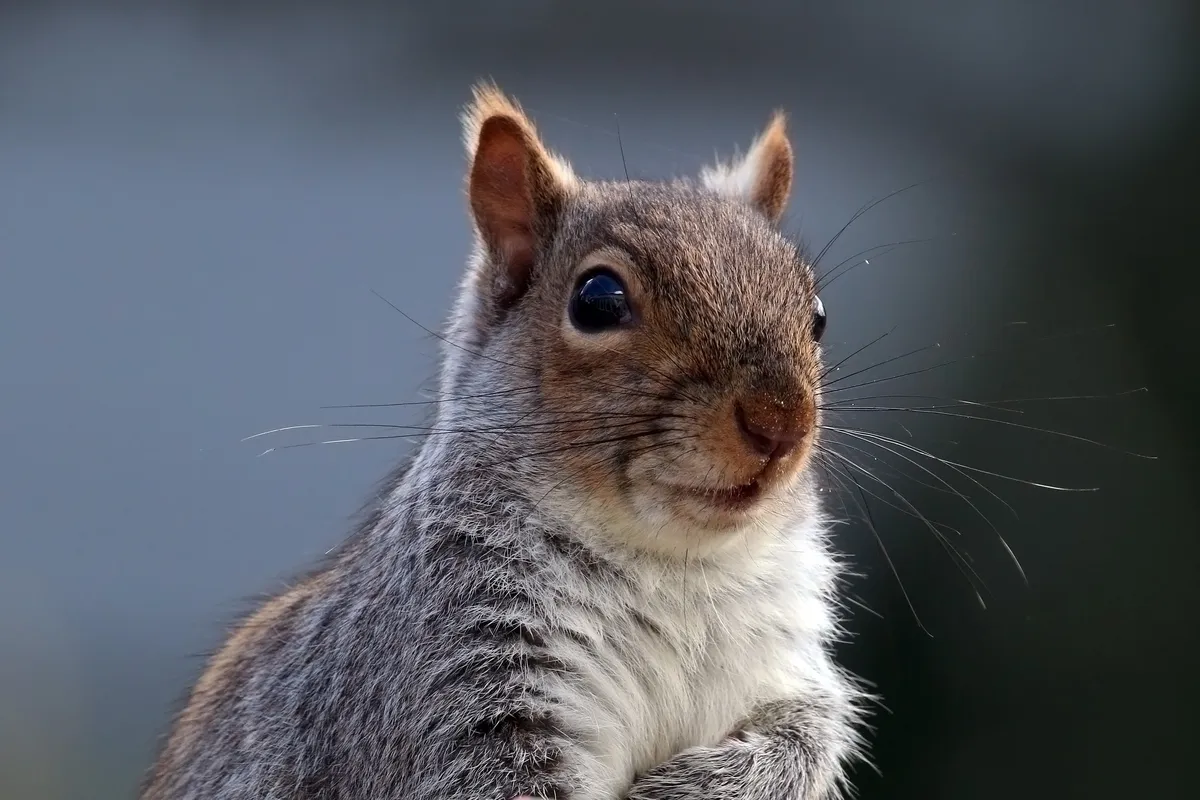 Eastern Gray Squirrel
