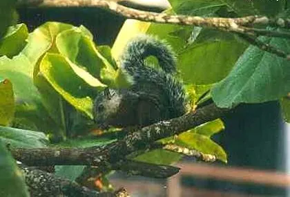 Sciurus granatensis