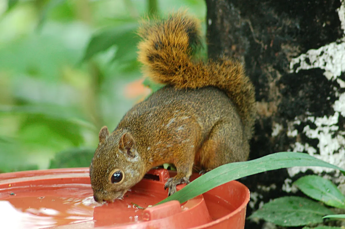 Red-tailed Squirrel