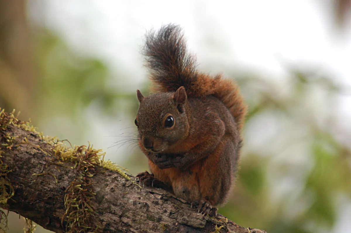 Red-tailed Squirrel