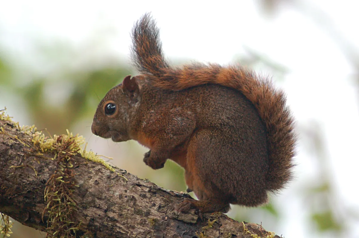 Red-tailed Squirrel