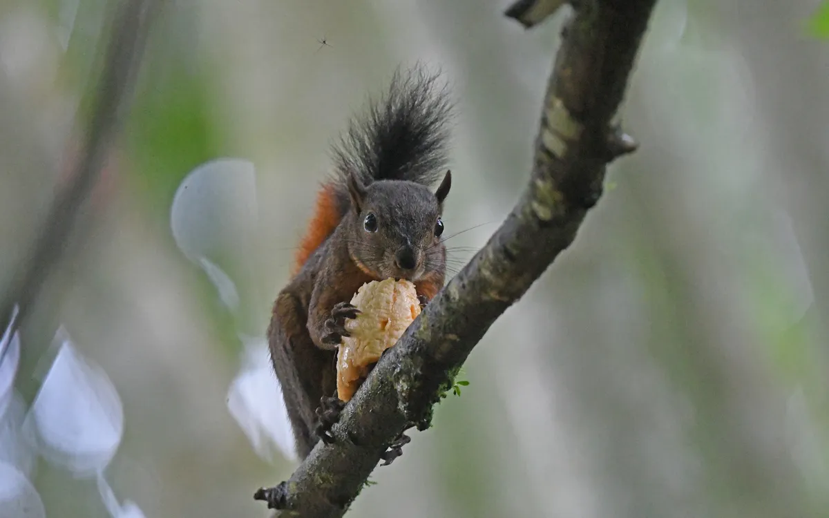 Red-tailed Squirrel