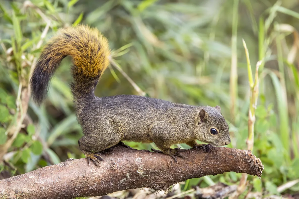 Red-tailed Squirrel