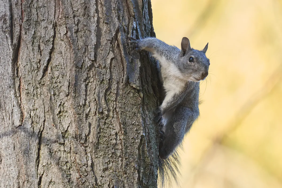 Western Gray Squirrel