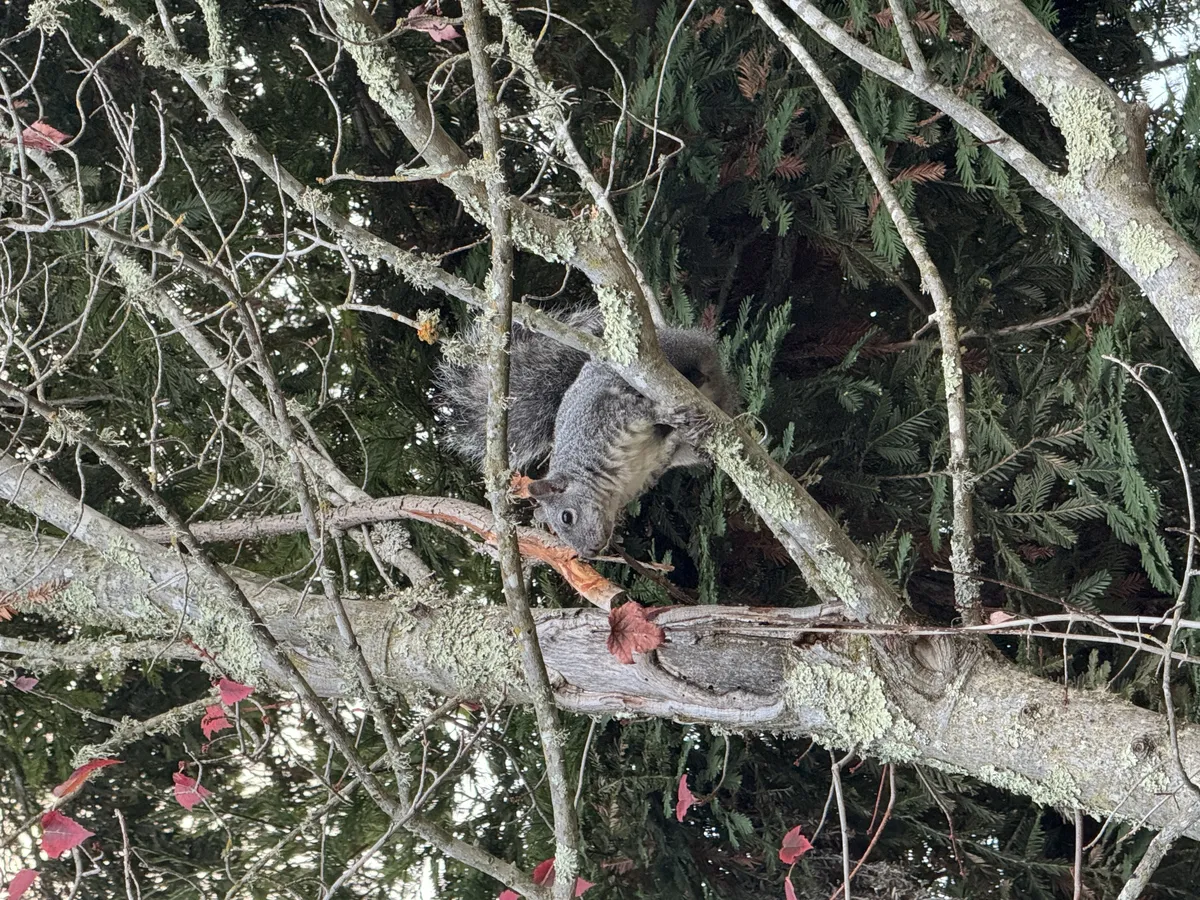 Western Gray Squirrel