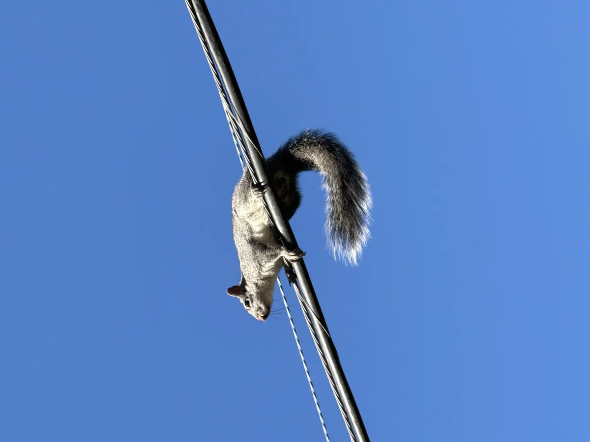 Western Gray Squirrel