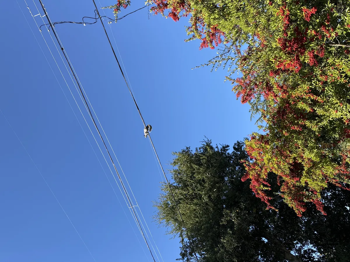 Western Gray Squirrel