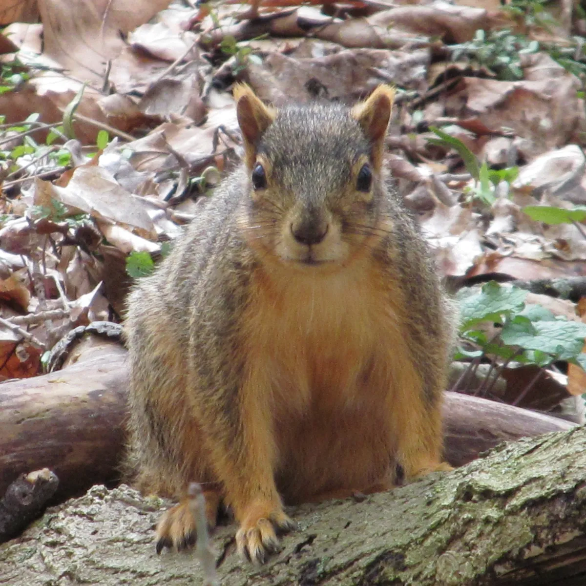 Sciurus niger